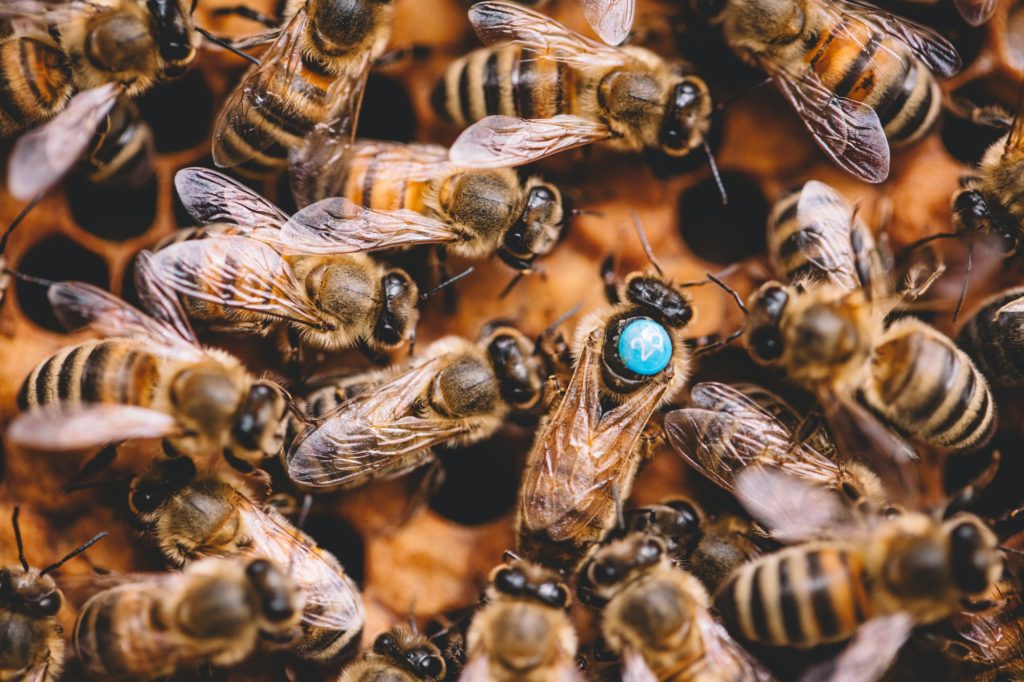 Honey bees and queen bee on honeycomb in hive