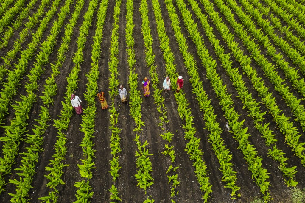 Aerial view of green agriculture field, India.