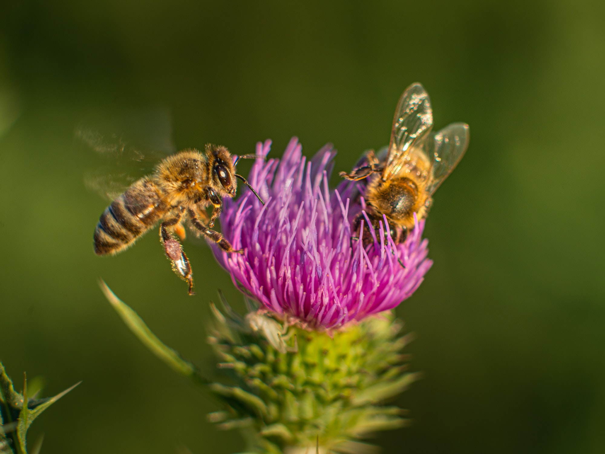 Bee on flower