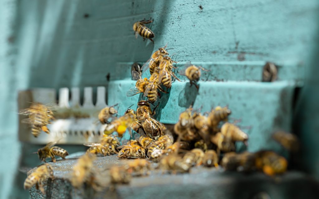 Close-up of a bee on a beehive in an apiary.