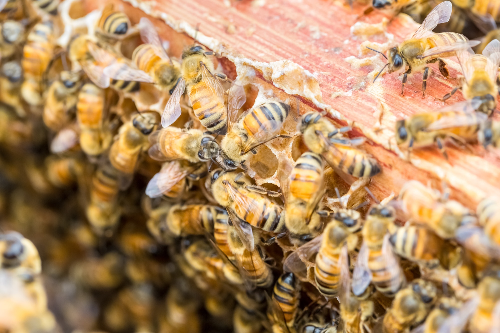 closeup of the worker bees on beehive