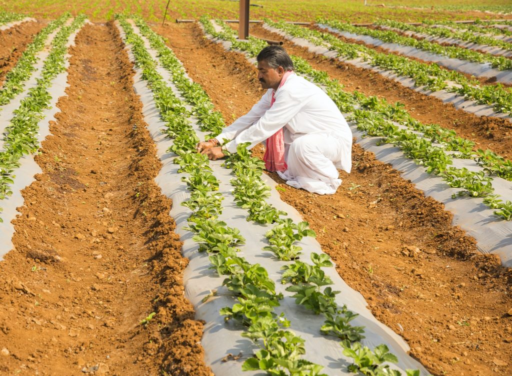 Indian farmer working at strawberry farm.