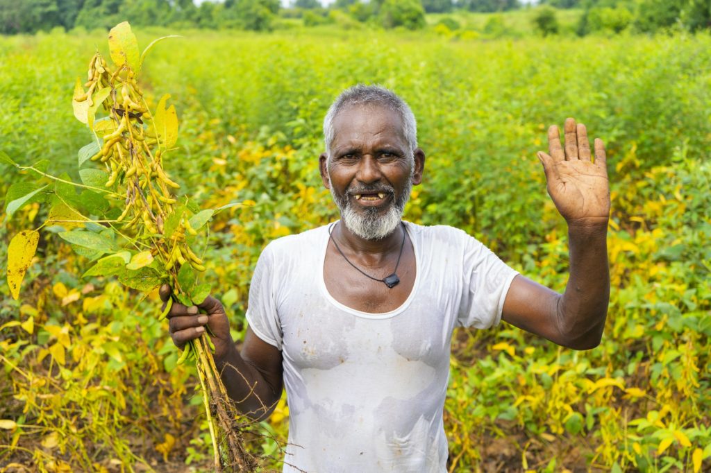 Senior farmer in the soybean field, India