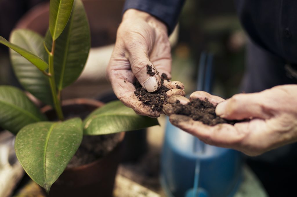 Senior Man's Hands Planting