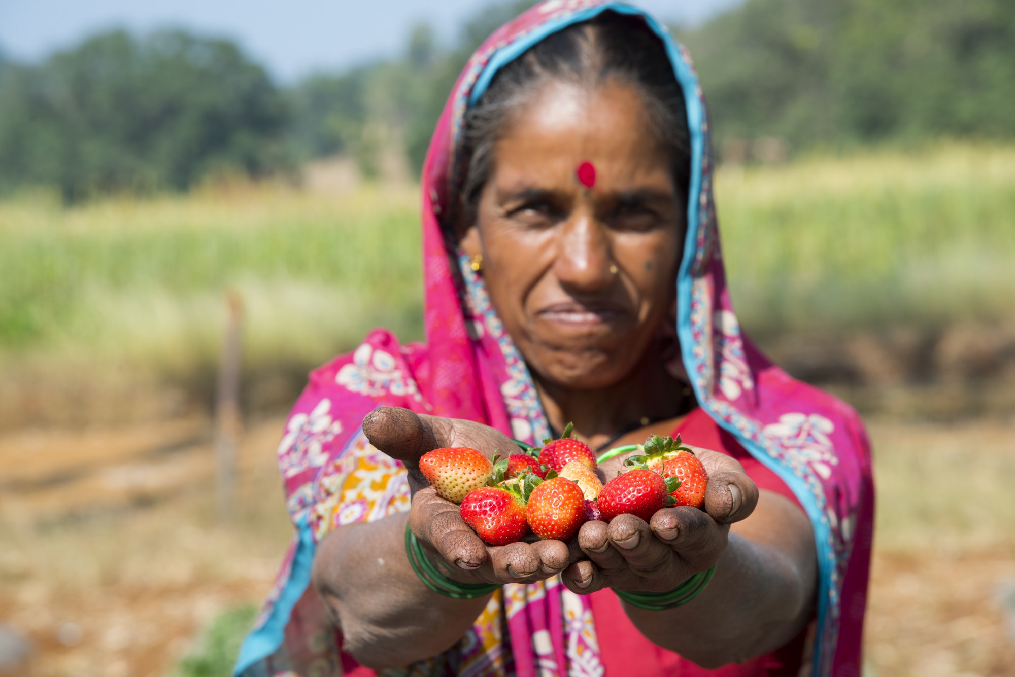 Woman harvesting strawberry, gathering strawberries on a farm, India.