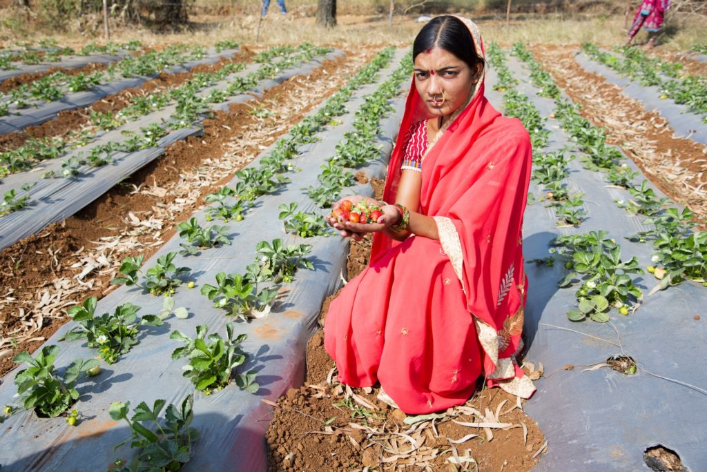 Woman harvesting strawberry, gathering strawberries on a farm, India.